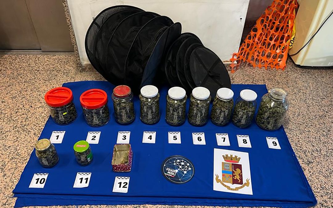La marijuana sequestrata