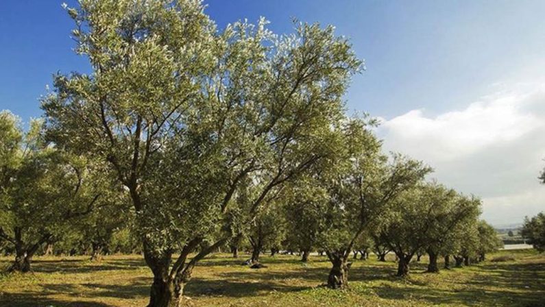 Olio made in Italy, contro il caro prezzi un milione di nuovi ulivi dal Pnrr