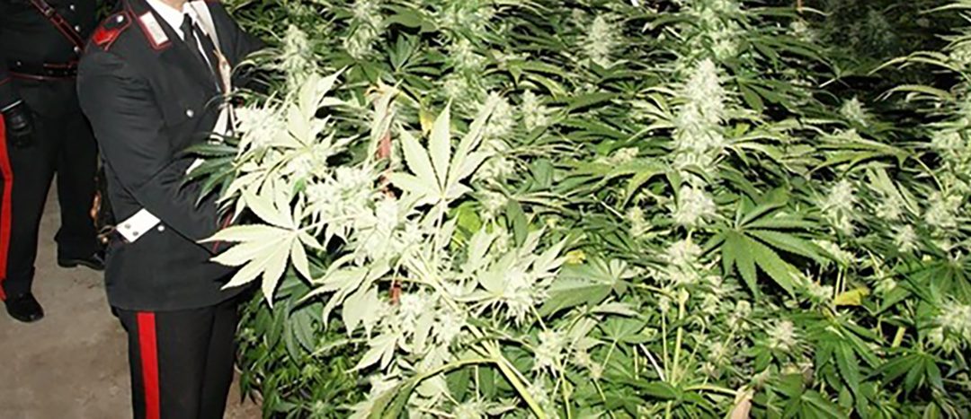 Carabinieri con cannabis da sequestrare