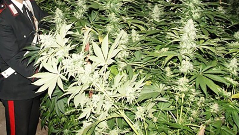 Tre tonnellate di cannabis sequestrate nel Reggino
