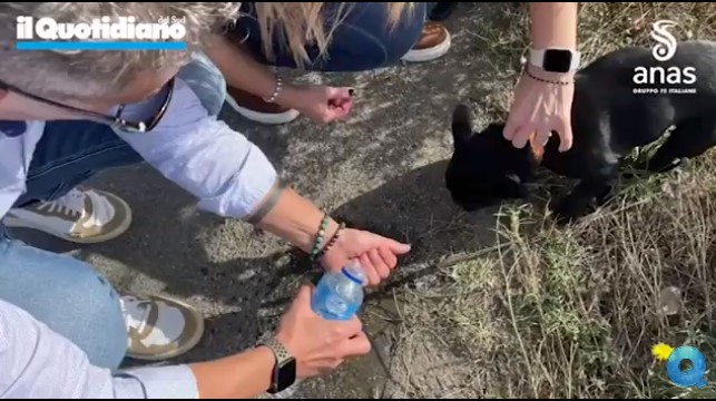 VIDEO - Cucciolo scappato di casa salvato sulla 106 Ionica