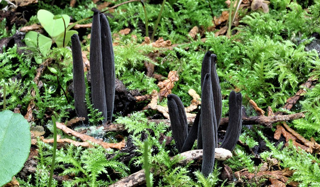 La Clavaria lametina, nuova specie di fungo scoperta a Lamezia Terme