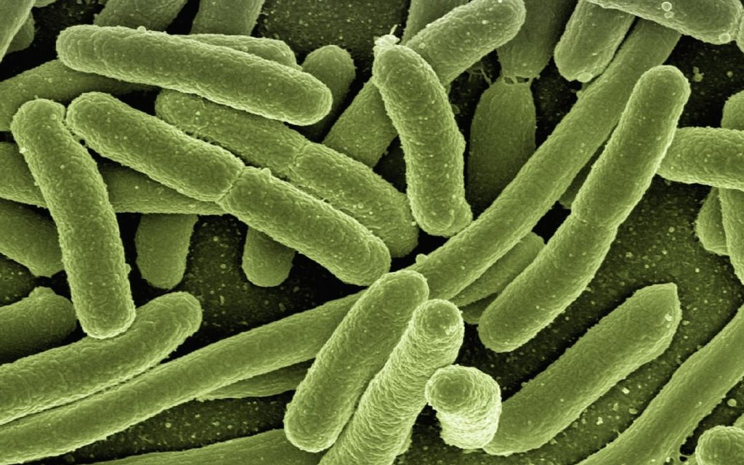 Tumore colon, enzima del batterio Escherichia Coli osservato speciale