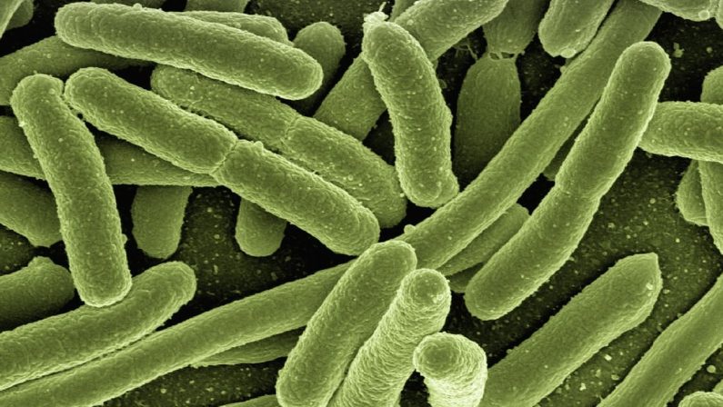 Tumore colon, enzima del batterio Escherichia Coli osservato speciale