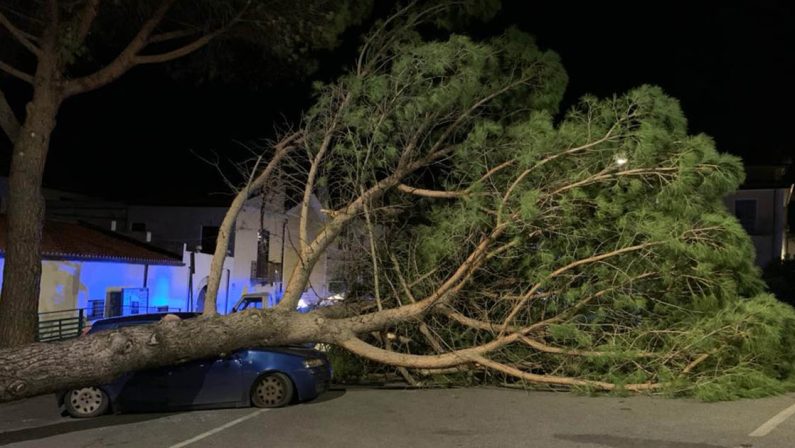 Cassano, grosso albero cade e distrugge un'auto