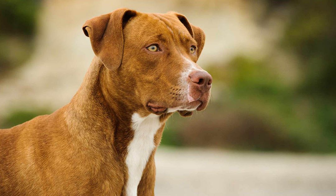 Acquaformosa, due donne aggredite da un pitbull