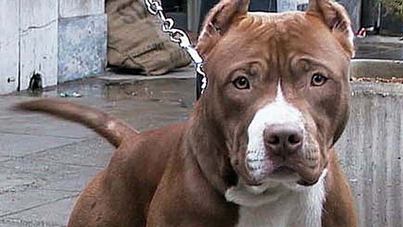 Pitbull uccide a morsi un cane e ferisce la padrona