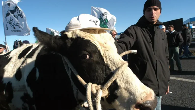 Protesta trattori, delegazione a San Pietro con la mucca Ercolina