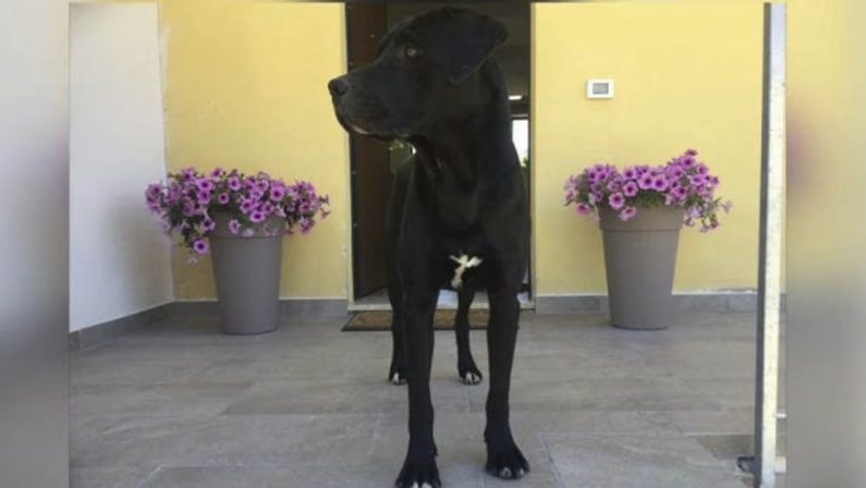 Orrore a Fuscaldo, cane ucciso a colpi di fucile