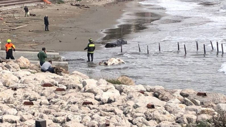 Salerno, trovato il cadavere di una mucca sulla spiaggia