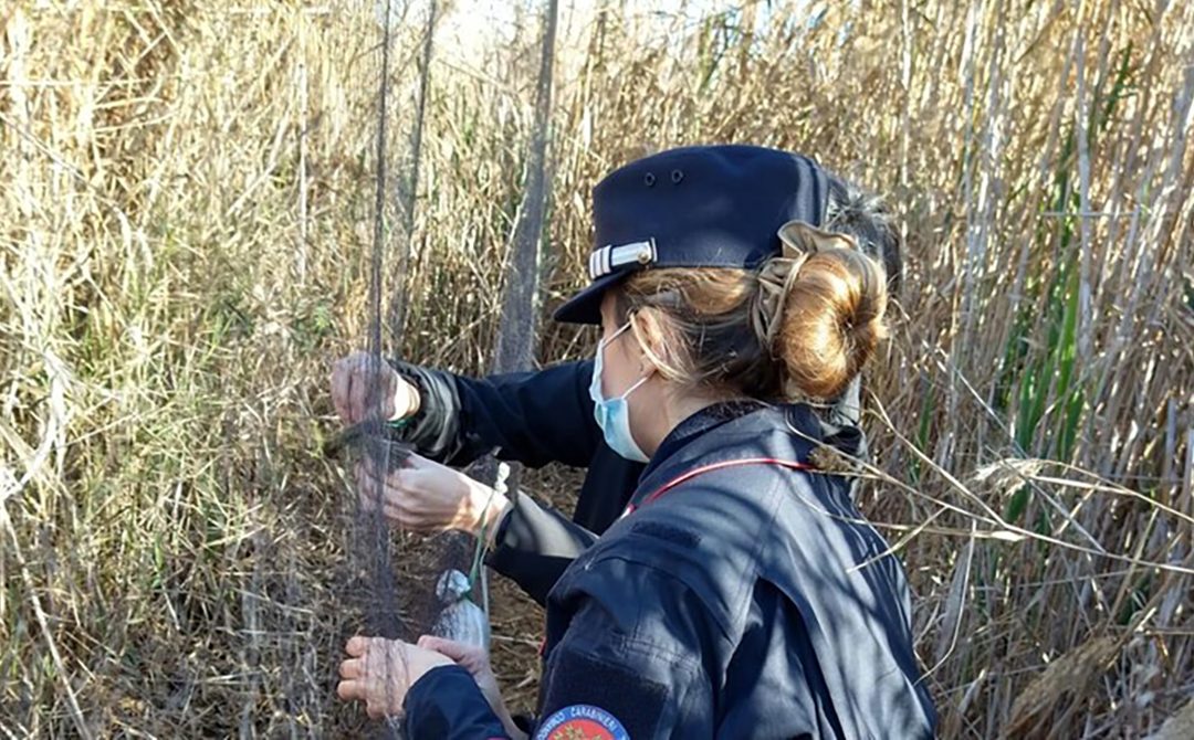 Posizionava trappole illegali, denunciato per bracconaggio