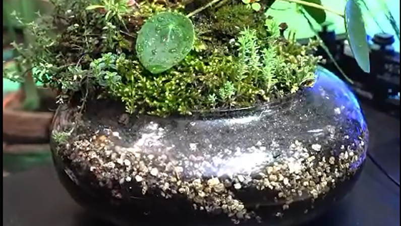 Un giardino in una ciotola, la passione verde di Domenico