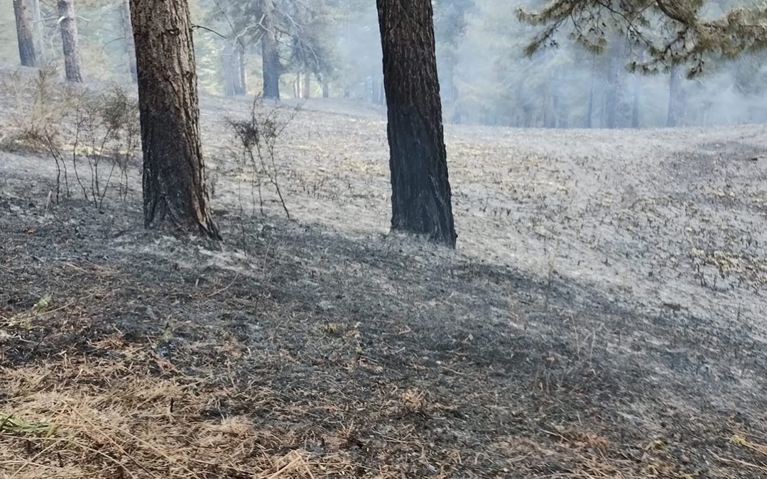 Cento incendi in due giorni, è allarme nel Catanzarese