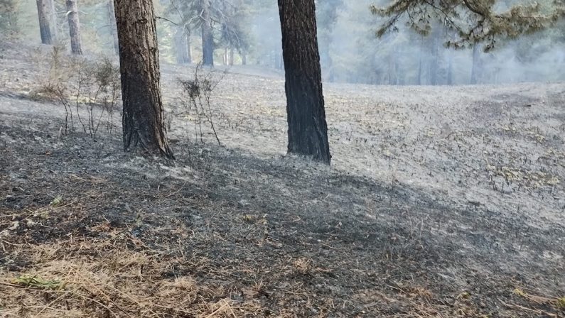 Cento incendi in due giorni, è allarme nel Catanzarese