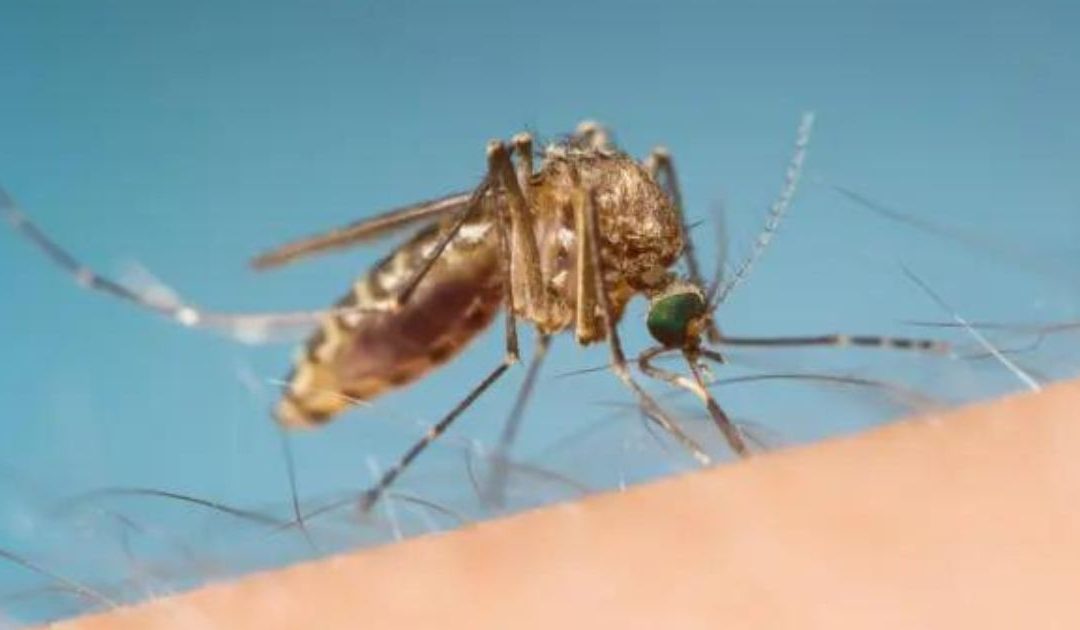 La zanzara della malaria