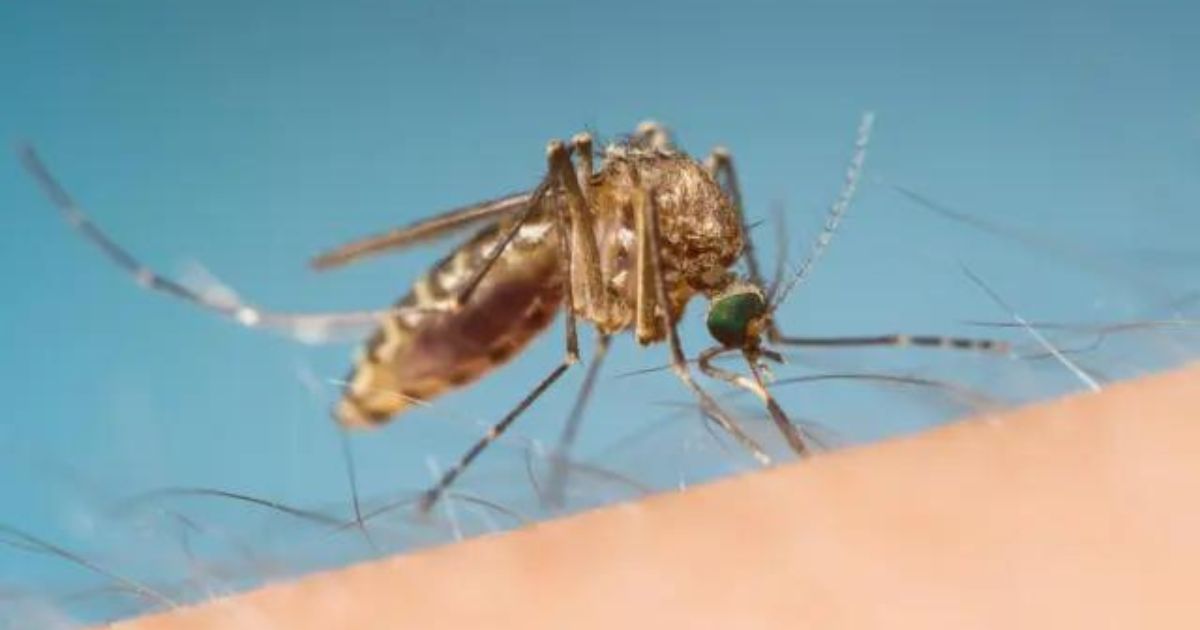 Trovata in Puglia la zanzara della malaria