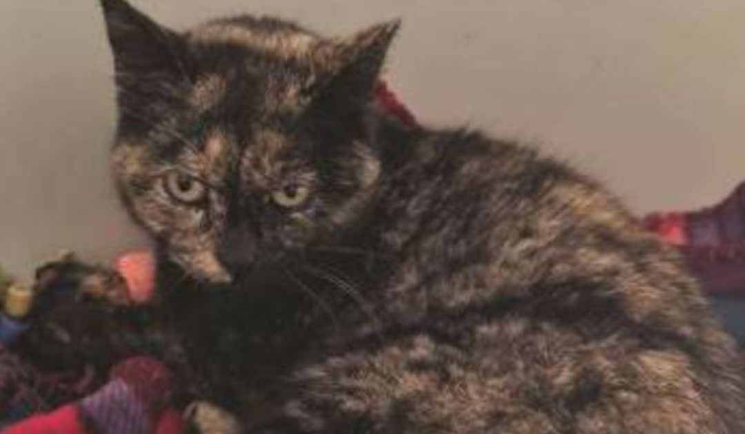 Gattina uccisa a Potenza, una fiaccolata contro la crudeltà