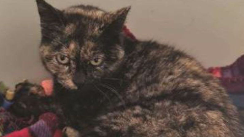 Gattina uccisa a Potenza, una fiaccolata contro la crudeltà