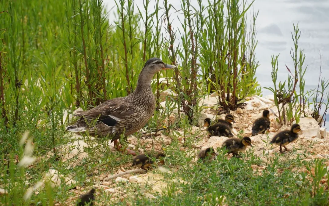 AQP restituisce acqua in natura contribuendo a conservare biodiversità
