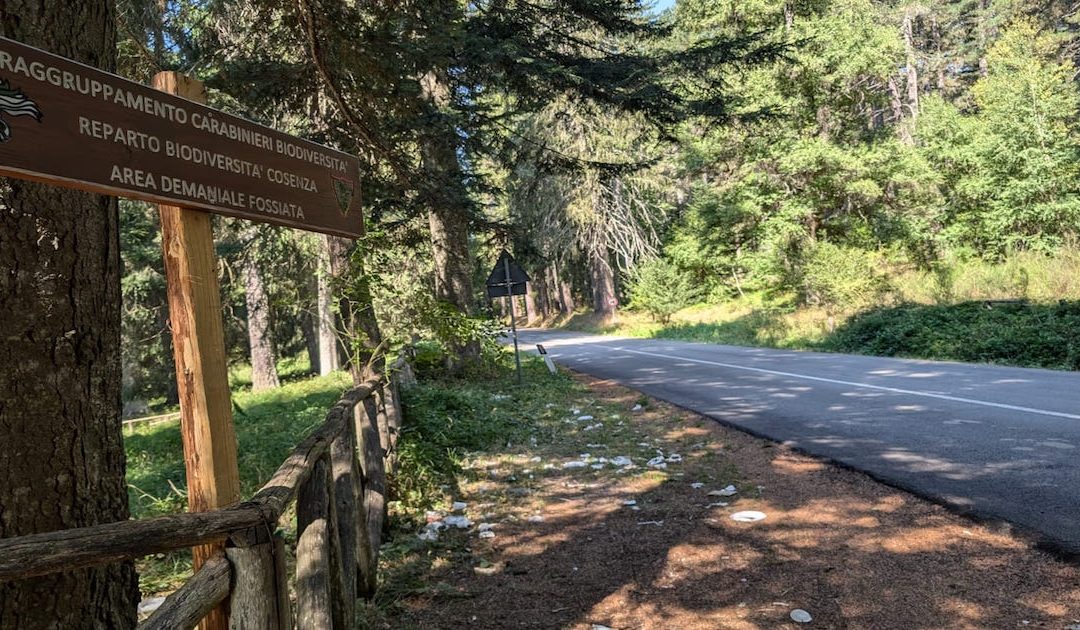 Il Parco nazionale della Sila