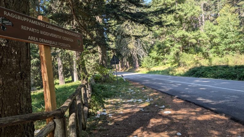 Riserva della Biosfera Sila, il comitato di gestione traccia le priorità