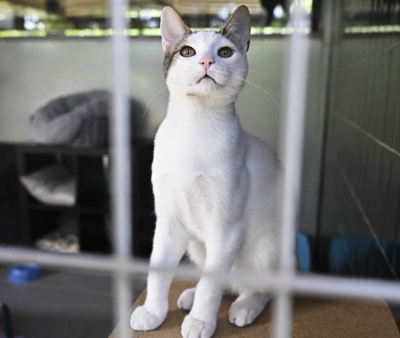 Cresce il numero di gatti abbandonati, cruciali le adozioni consapevoli