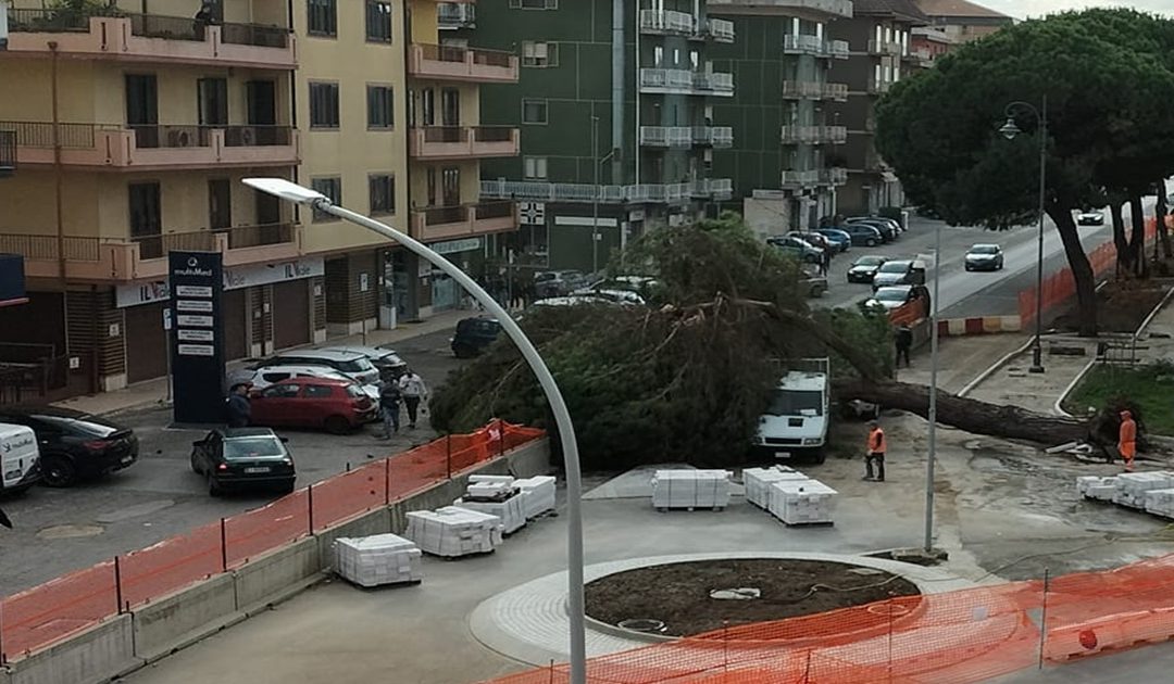 L'albero caduto nei giorni scorsi e quelli accanto che dovranno essere abbattuti