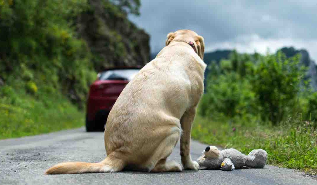 Abbandono di animali: si rischia fino a 7 anni di carcere