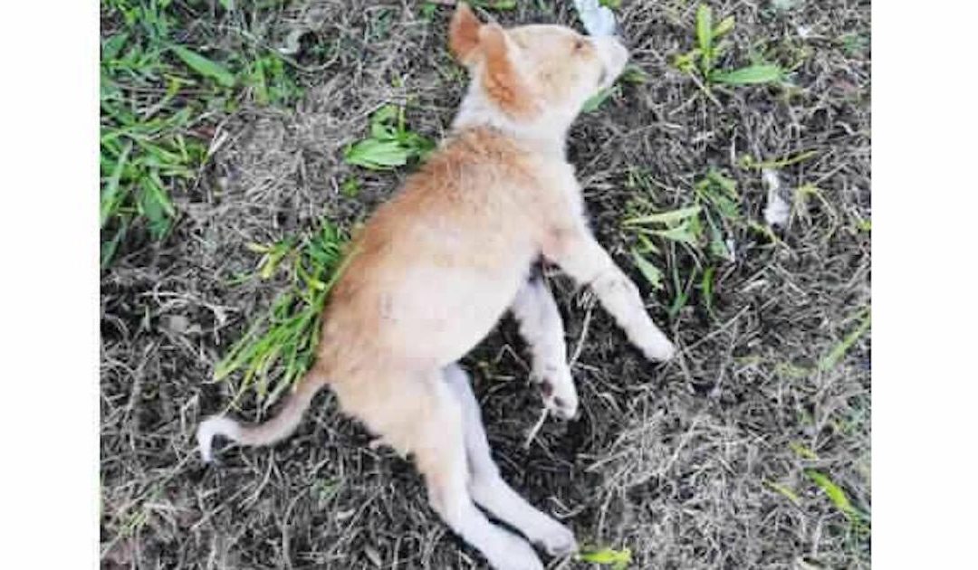 Uno dei cuccioli avvelenati