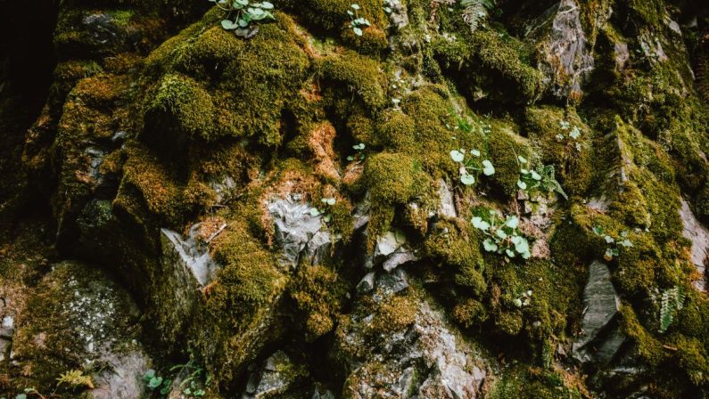 Un nuovo studio con i muschi, “Terra dei Fuochi è anche nelle piante”