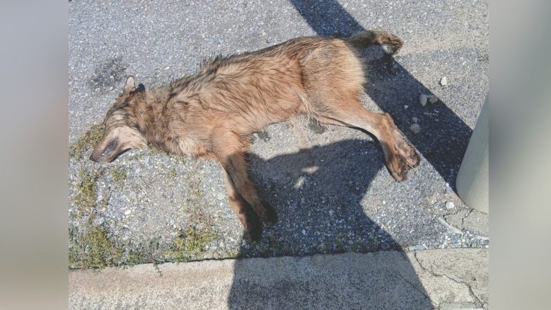 Lupo trovato morto al largo del porto di Amantea (CS)