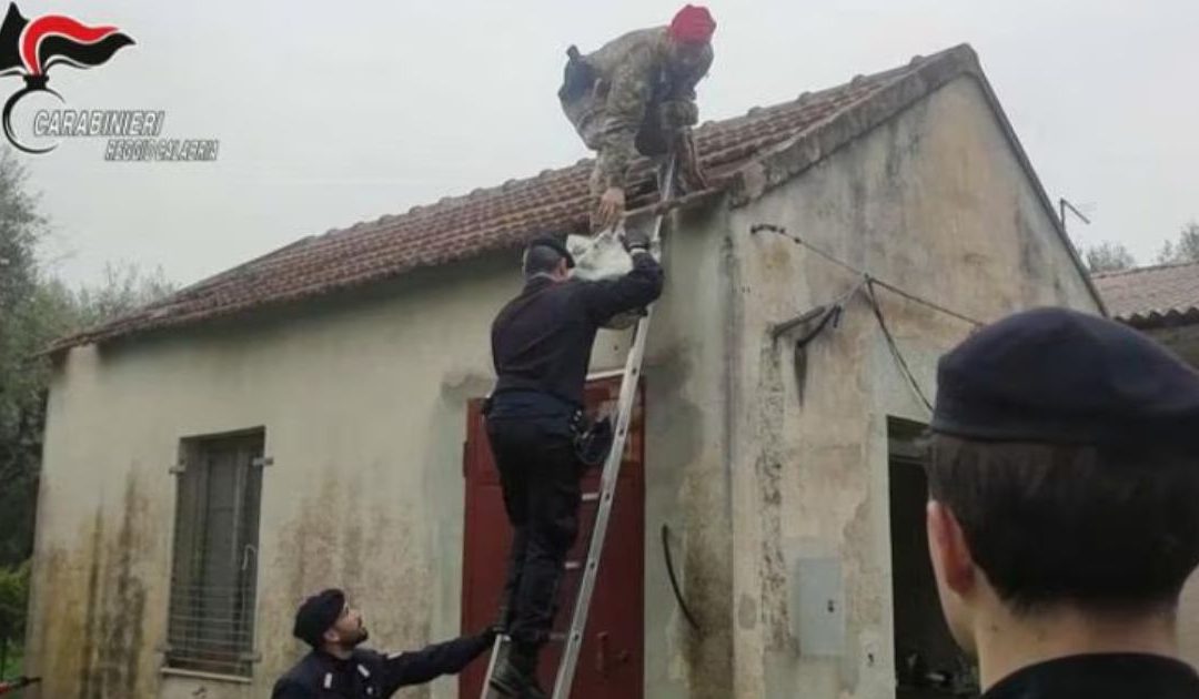 Raffineria di cocaina scoperta nella Piana di Gioia Tauro
