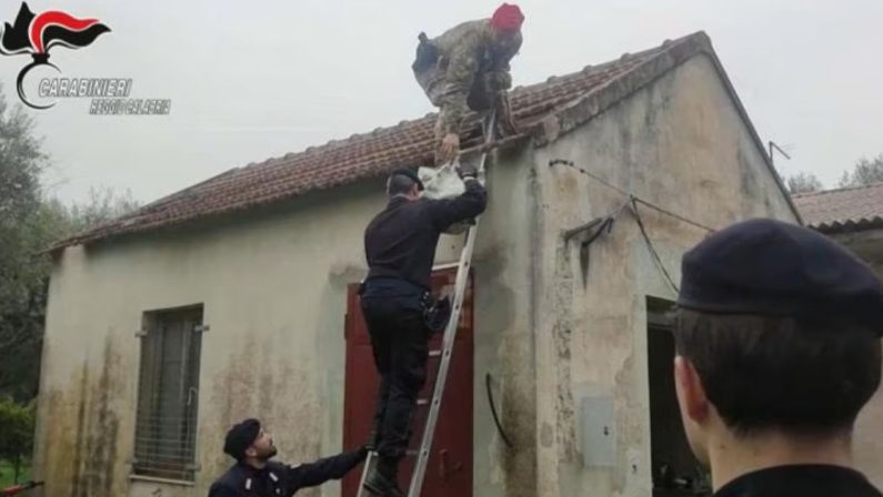 Raffineria di cocaina scoperta nella Piana di Gioia Tauro