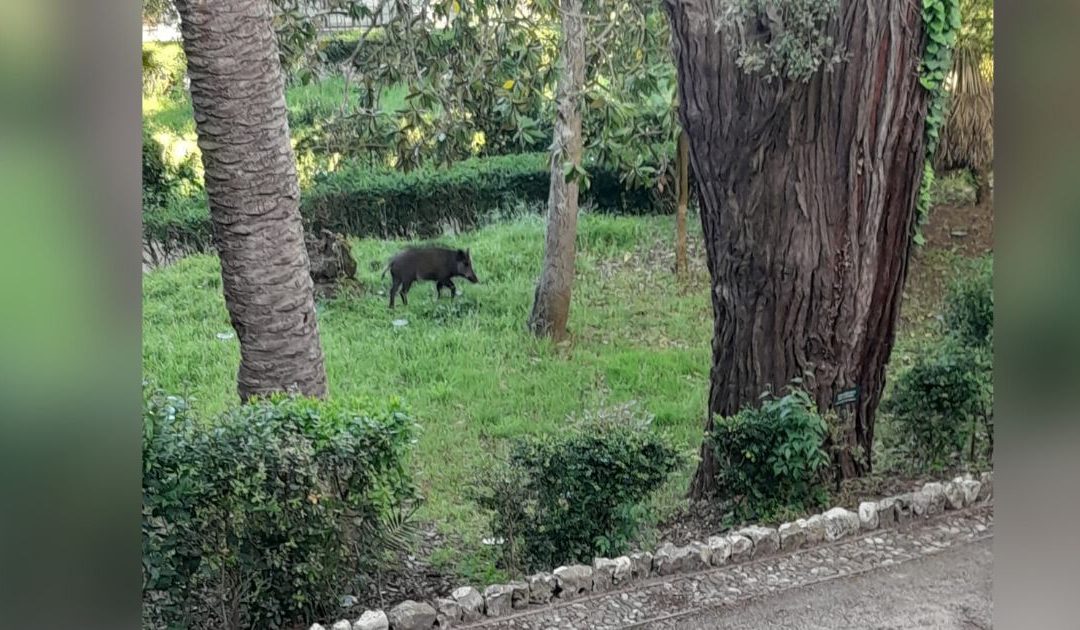 Un cinghiale a passeggio nella villa comunale di Vibo Valentia