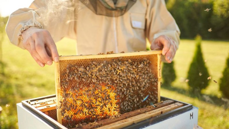Clima impazzito, il miele lucano crolla del 30%