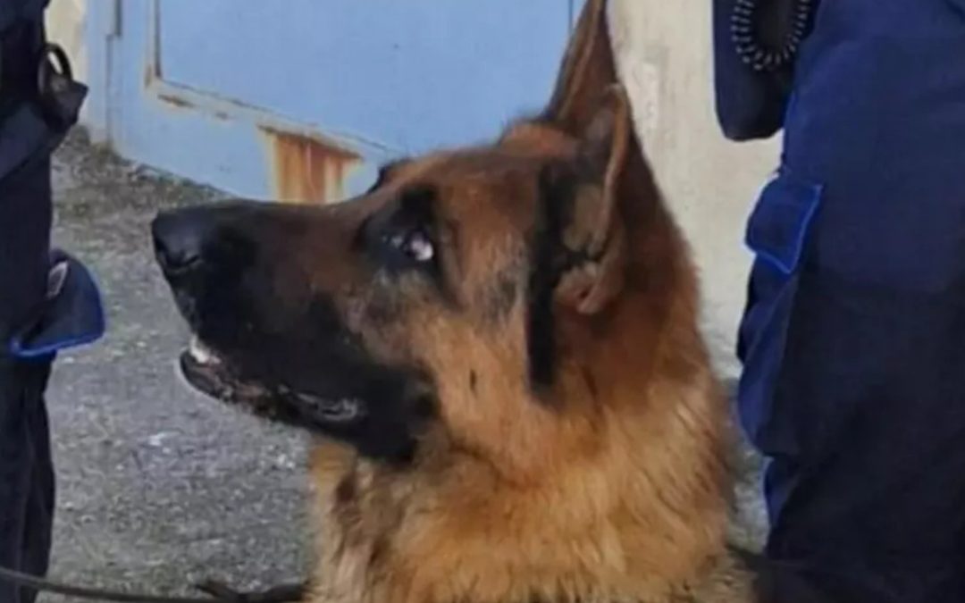 Cane antidroga scopre hashish in carcere nel Napoletano: scatta il sequestro