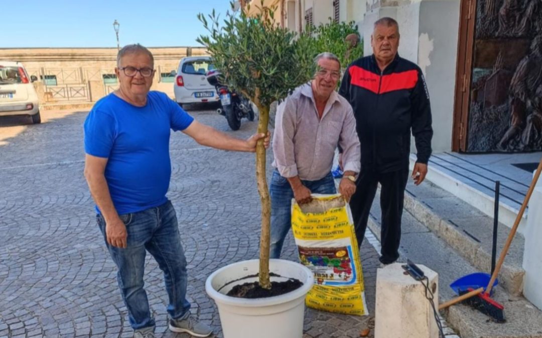 Gli alberelli di ulivo di fronte il sagrato della chiesa di Pizzo