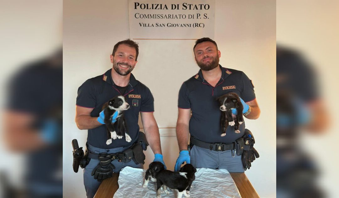 Traffico illecito di animali: nel reggino denunciati due uomini