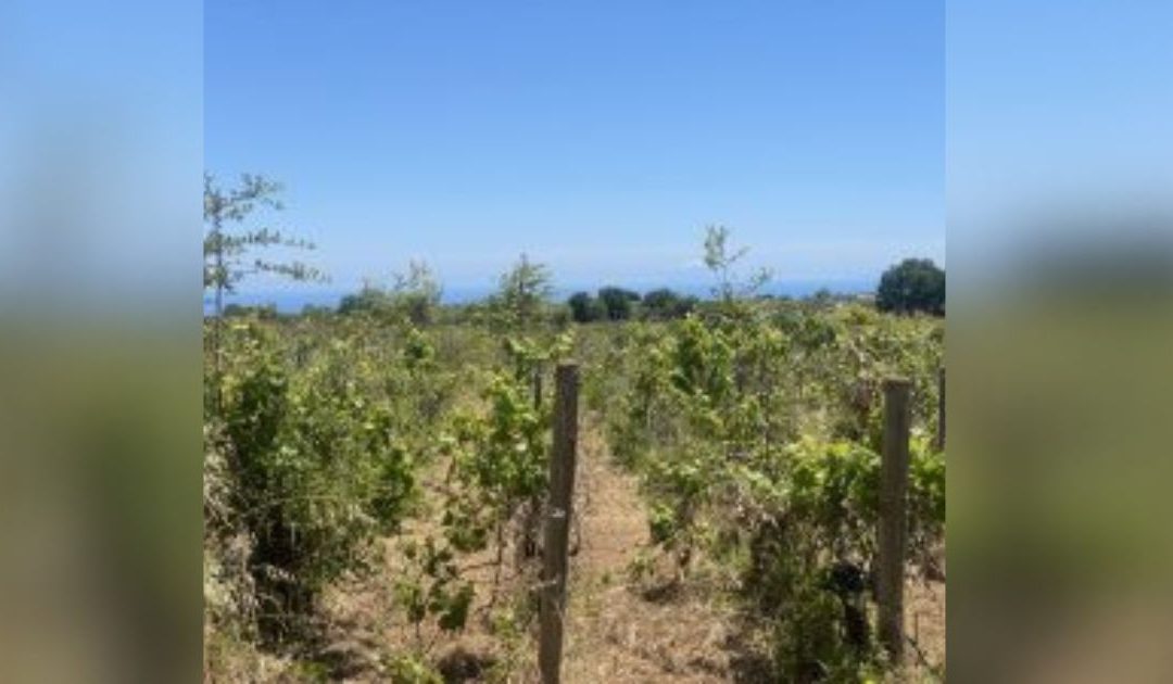 Nocera Terinese, riapre attività vini Scavigna