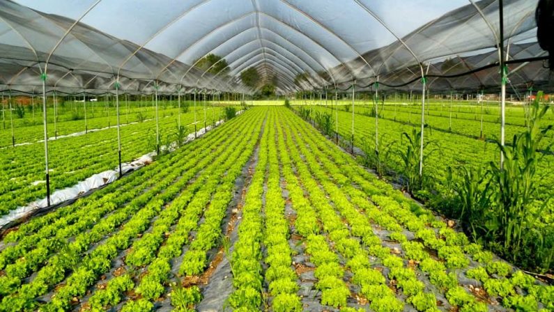 La Regione Calabria pubblica la graduatoria dell’avviso per il sostegno alle imprese agricole