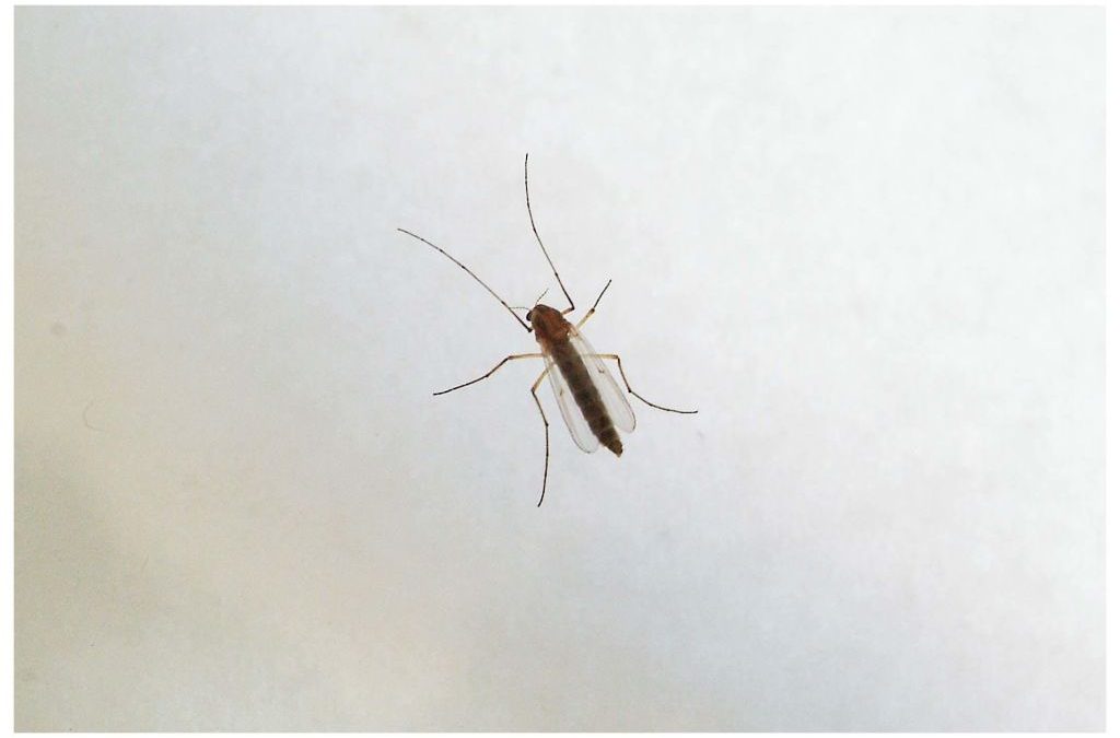 Nel Lazio muore una donna di 82 anni per il virus West Nile