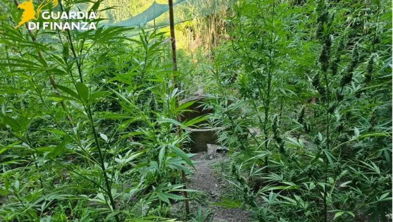 Sequestrate a Vibo Valentia 5,5 tonnellate di marijuana, un arresto