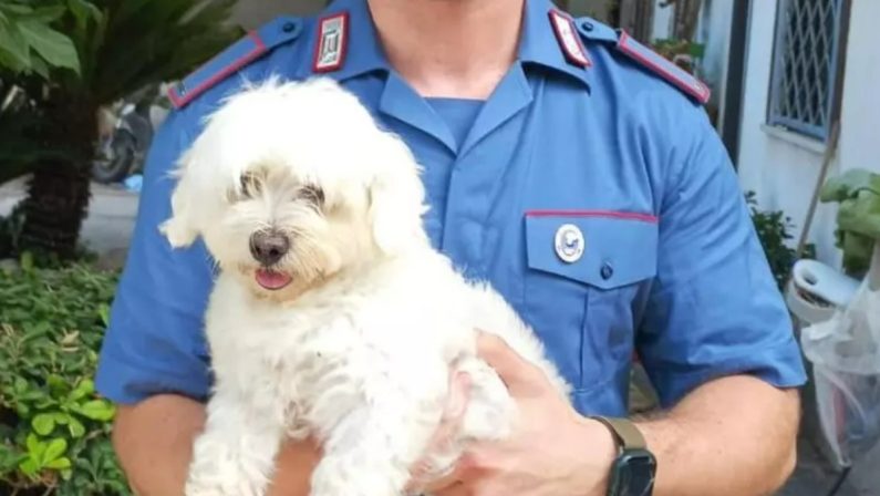 Cane rapito nel Napoletano: 16enne accusato di tentata estorsione