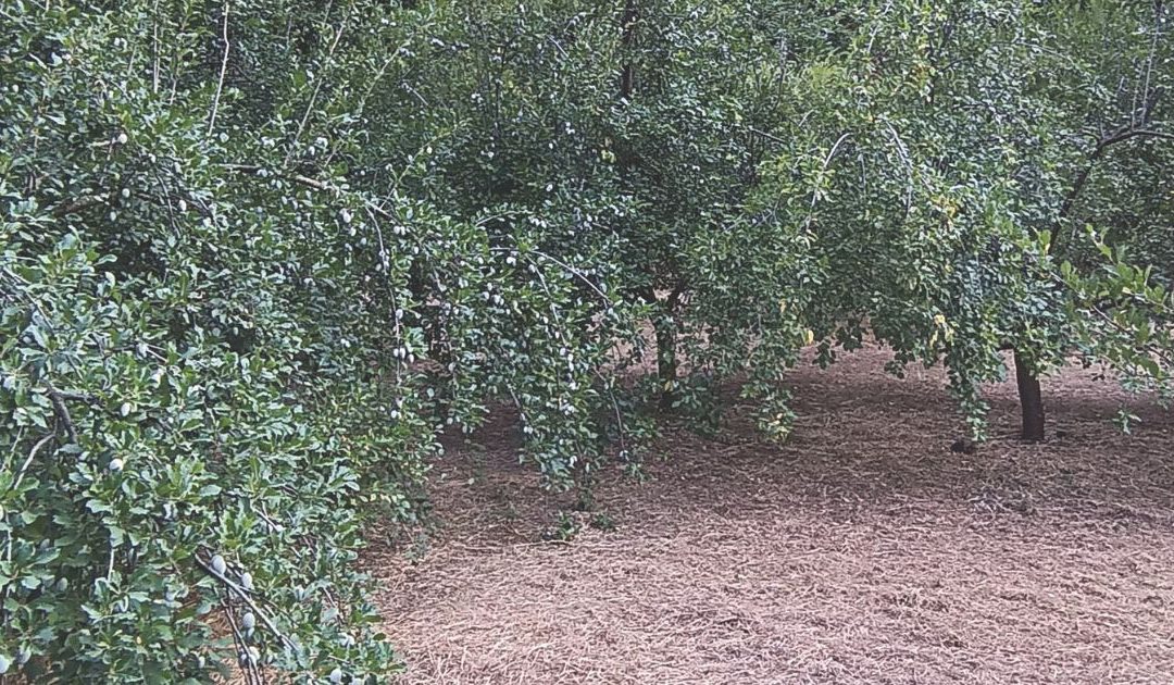 La pruna dei frati di Terranova