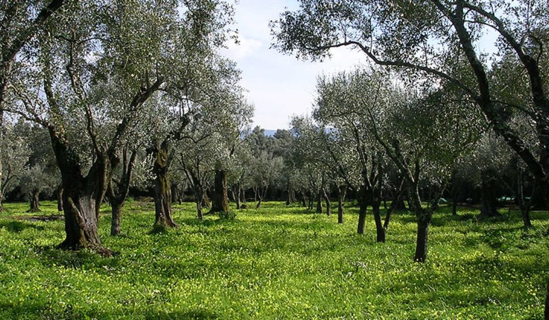 L'uliveto della Valle del Marro colpito dall'incendio