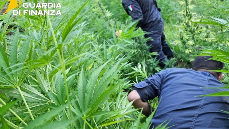 Sequestrate 5,5 tonnellate di marijuana nel Vibonese, scatta l'arresto