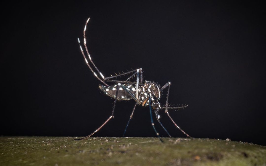 West Nile, da inizio anno 430 casi e 27 decessi: la suddivisione regione per regione