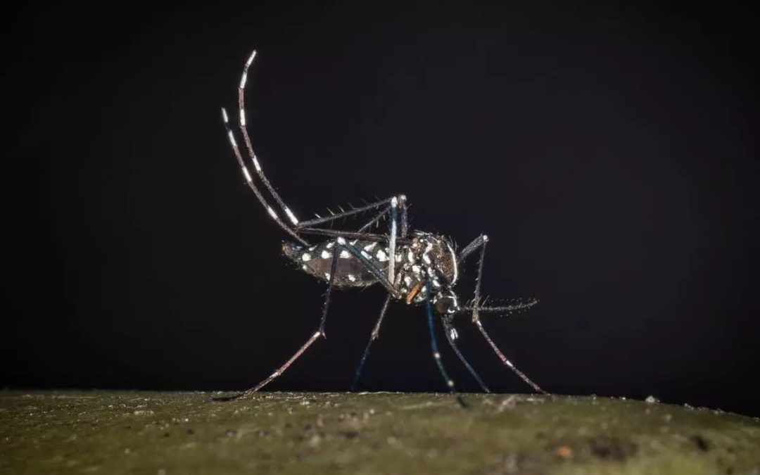 Iss, salgono a 275 i casi confermati di West Nile in Italia. 19 decessi