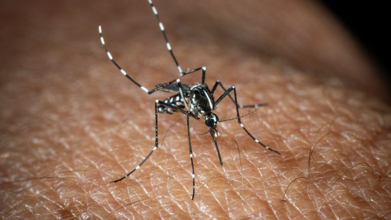 In Italia 351 casi di West Nile, 22 i decessi