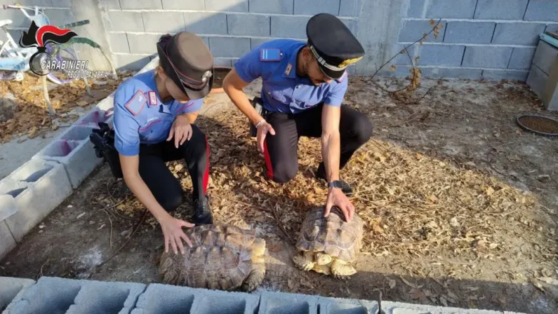Gioia Tauro, scoperto “mini zoo abusivo”, sanzioni per 20 mila euro
